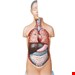 مولاژ نیم تنه اندازه یک دوم