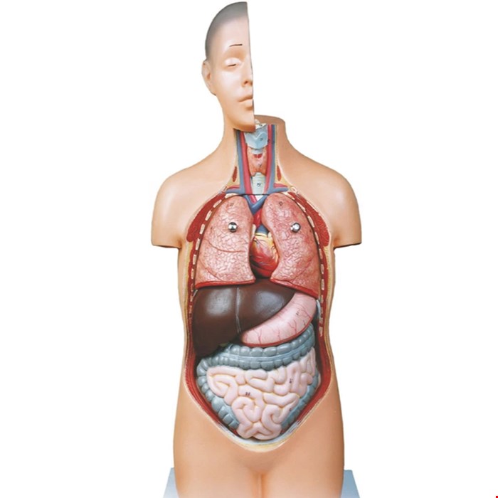 مولاژ مدل نیم تنه بدن انسان یک دوم اندازه طبیعی