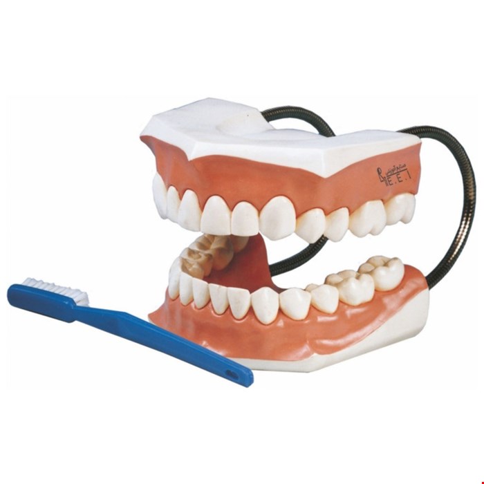 مدل آموزش مسواک زدن 3برابراندازه طبیعی
